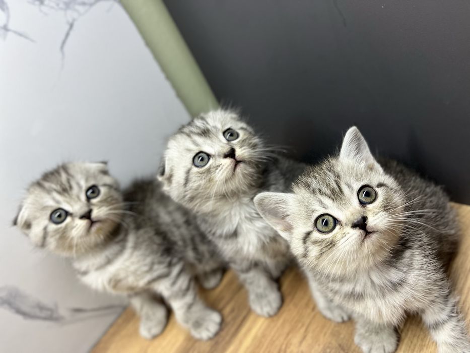 British shorthair chinchilla cat 2 oylik
