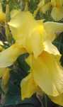 Iris Galben - 10 lei