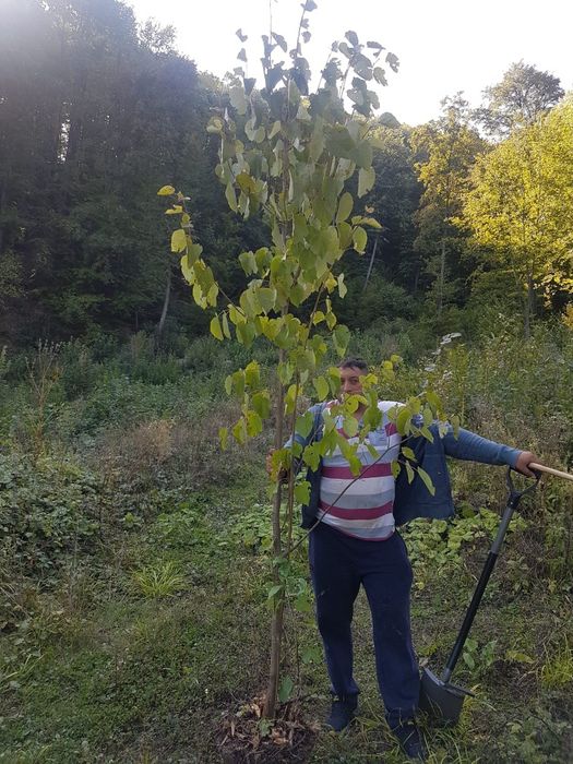 Mesteacan, tei argintiu, platani, leylandi, stejar verde, arțar verde