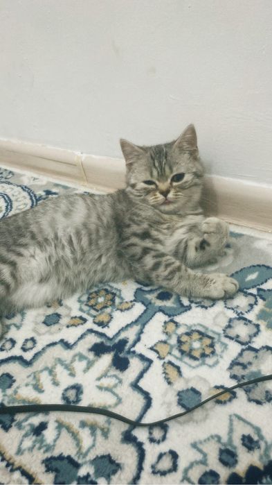 Котенок 4 месяца