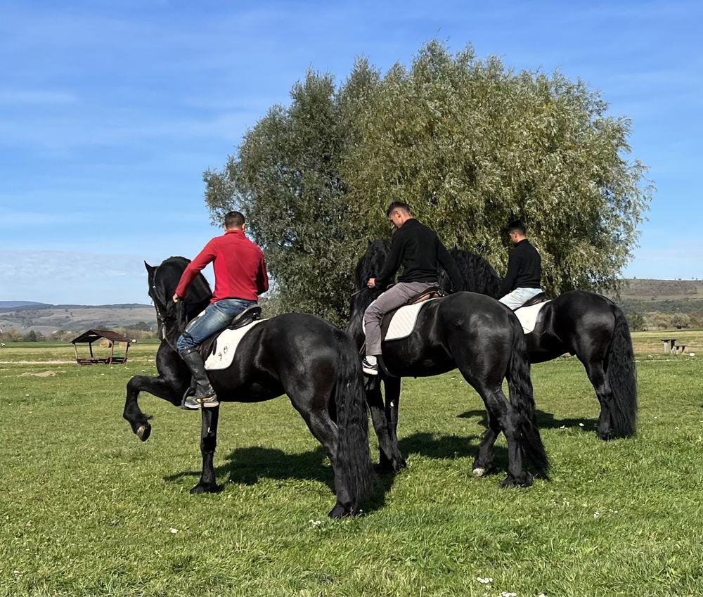 Armăsar Friesian armasari Frizian