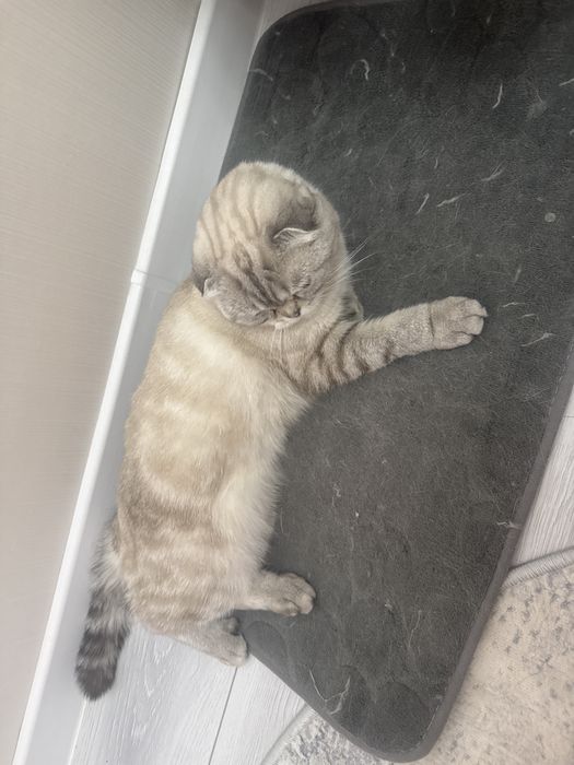 Вязка животных кошек