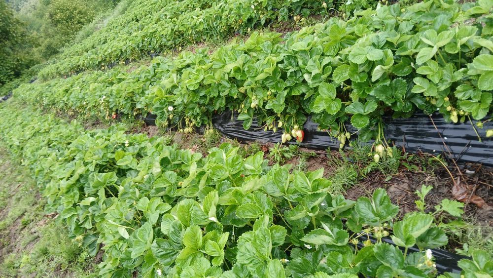 Разсад ягоди холандски и италянски сортове