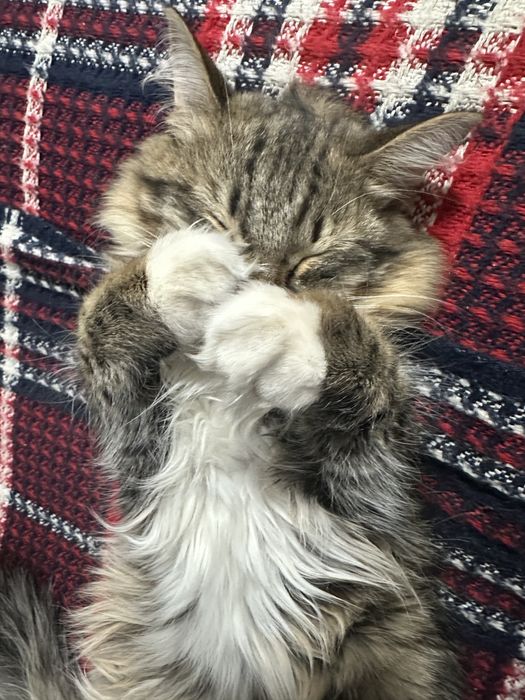 Отдадим кошечку в хорошие ручки