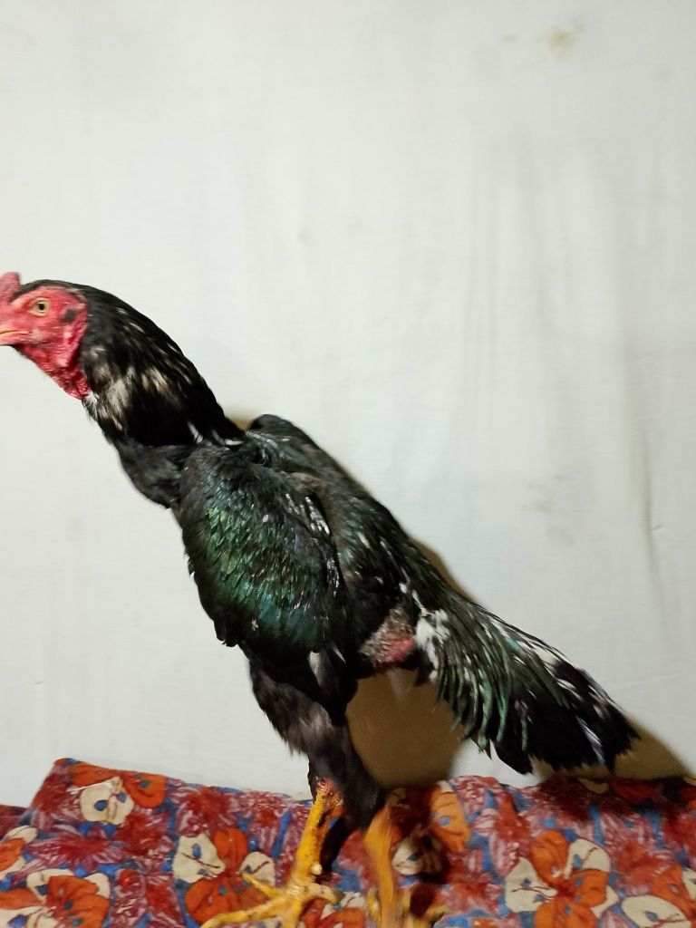 Zoti karis 8 oylik joja narxi kelishilgan holda