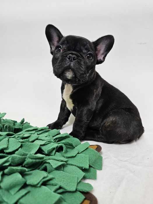 Bulldog francez femela