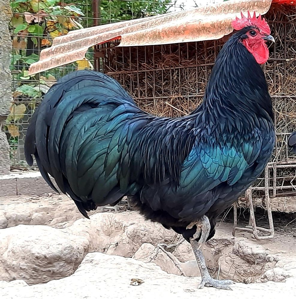 Australorp oua de incubat