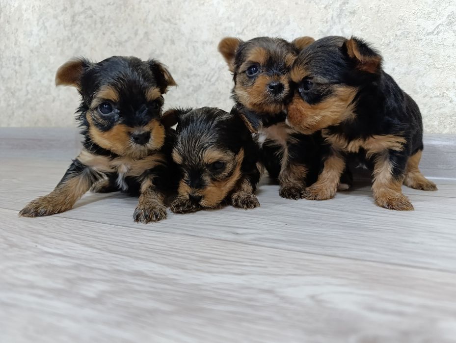 Йоркширский терьер мини