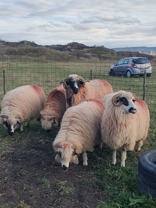 Vând oi tinere și îngrijite