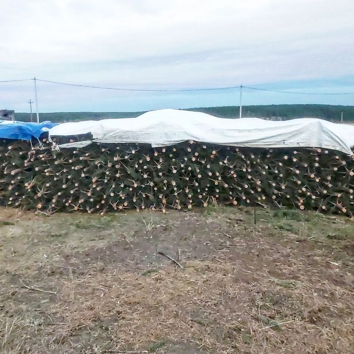 Новогодние Ёлочки (Сосны)