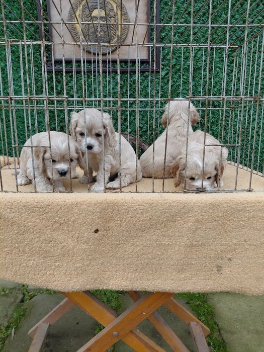 Американски кокер