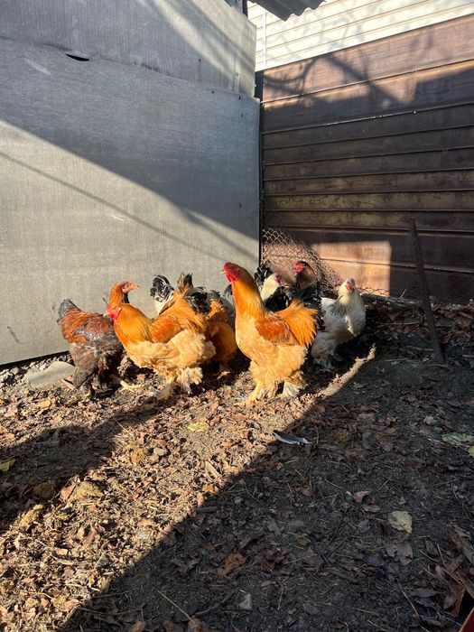 Брама петухи Палевая белая