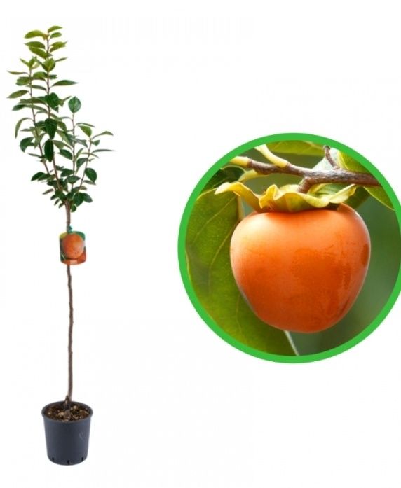 Pomi Fructiferi EXOTICI la Ghiveci  (KAKI )