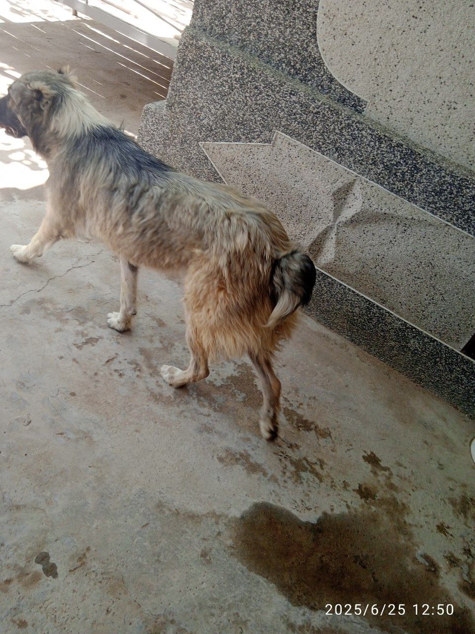 Alabay boribosar