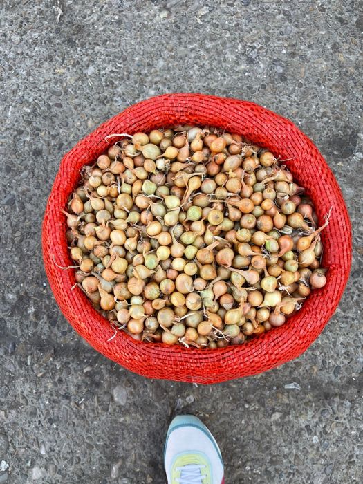 Usturoi si arpagic pentru plantat