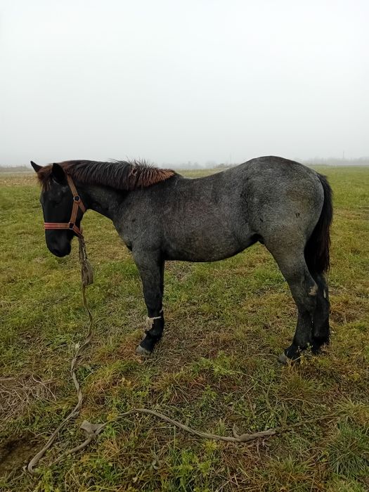 Vand sau schimb manz