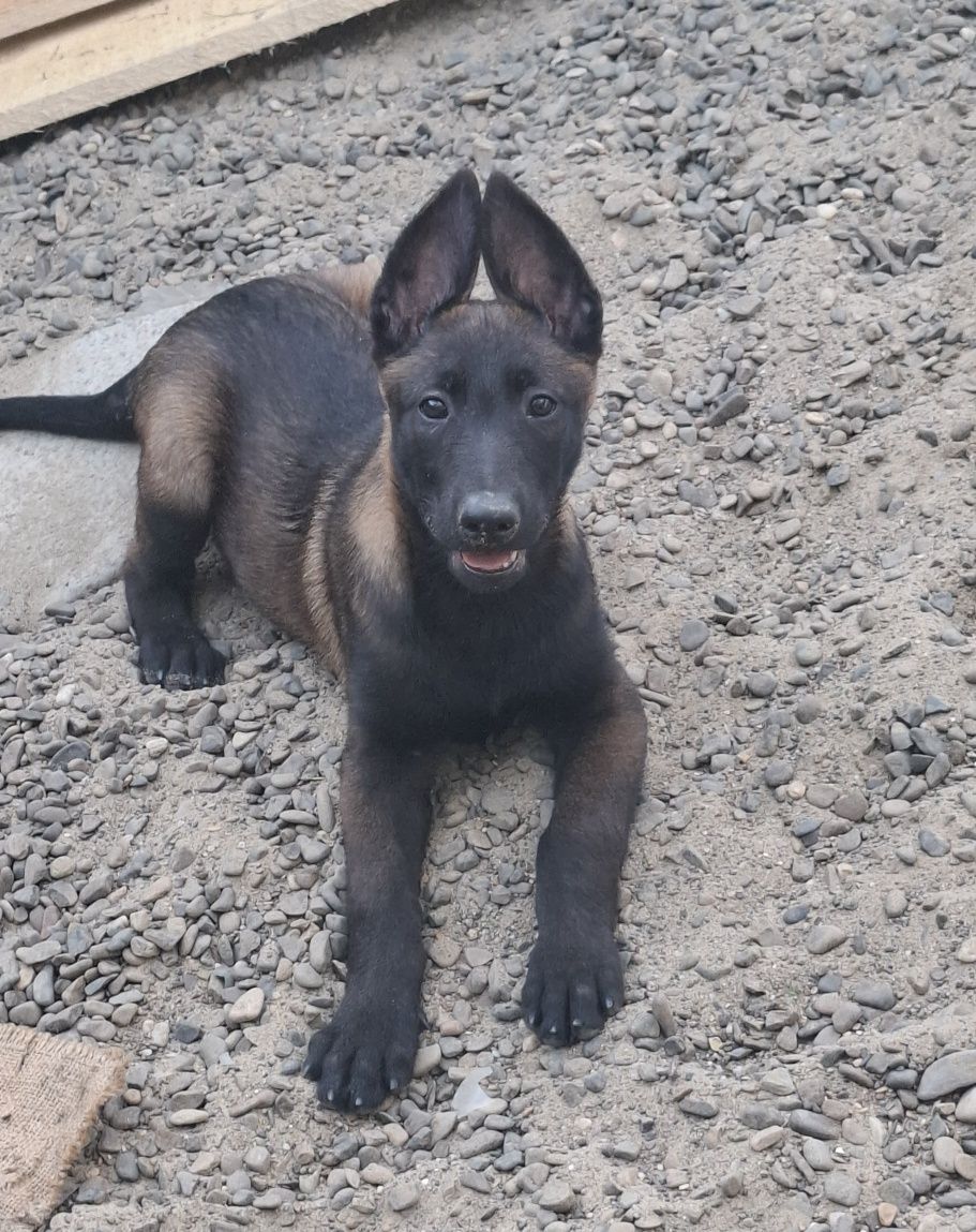 Ciobanesc belgian malinois