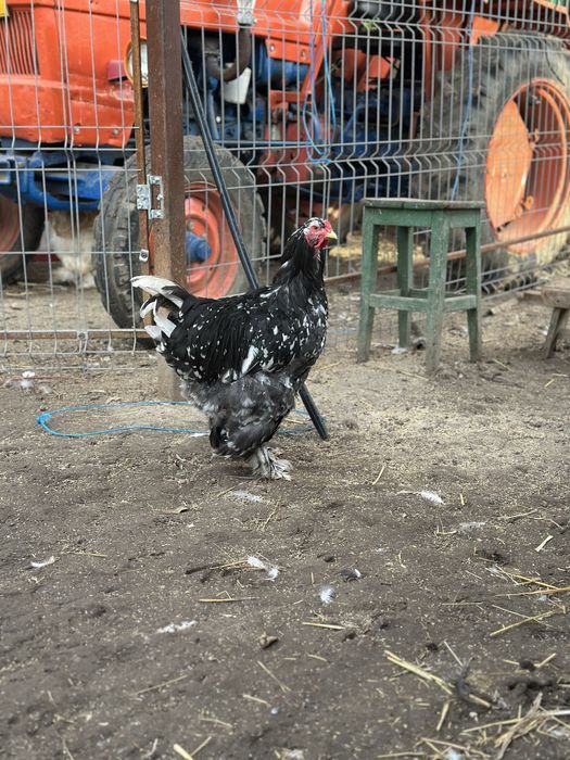 Disponibili cocosi brahma negru si boobat
