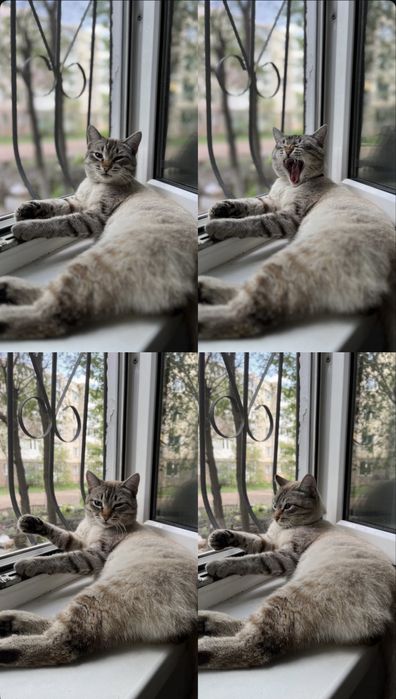 Отдам Тайского кота в хорошие руки