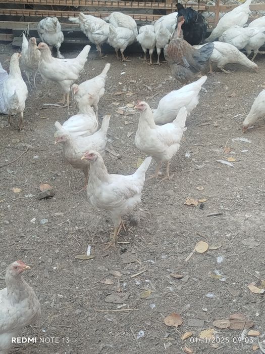 Loman sendi jo'ja tovuqlari sotiladi 60mindan