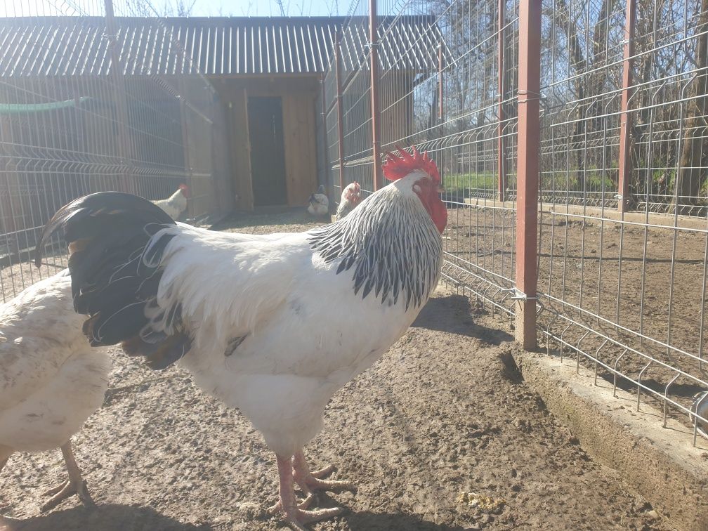 Australorp Sussex