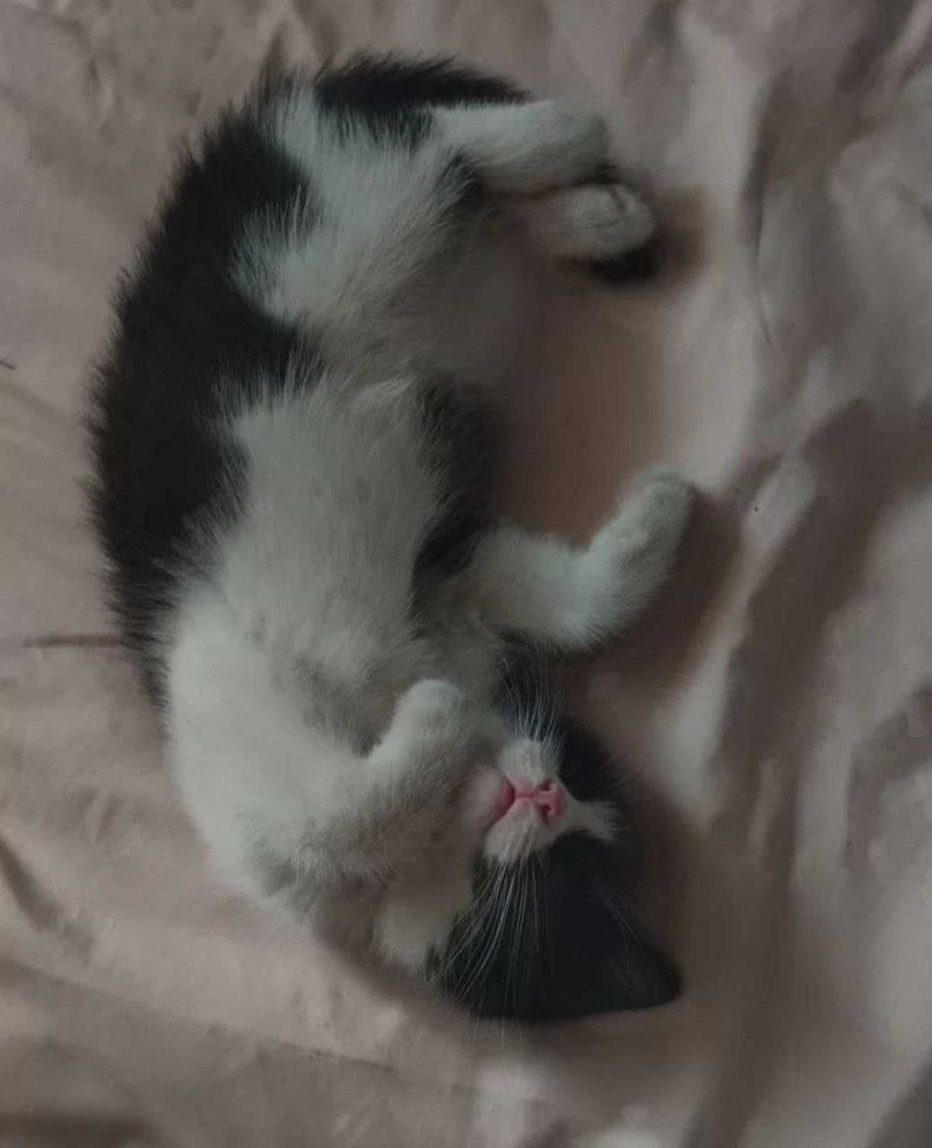 Котенок в добрые руки