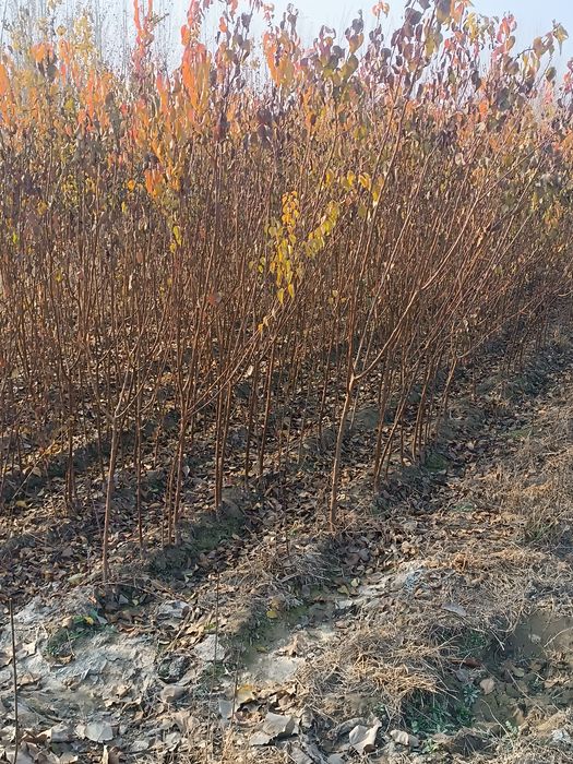 Órik kochatlar sotiladi .yasin ham bor