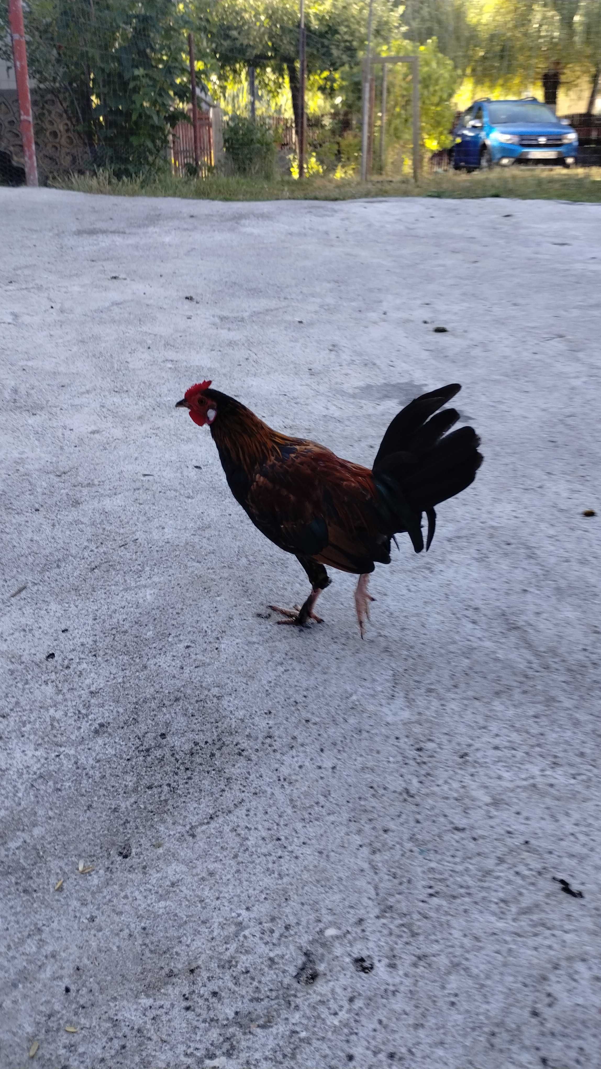 gaini pitice metis intre Phoenix si  Mii de flori