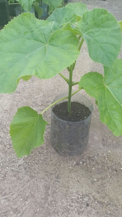 Vand puieti paulownia tomentosa ( la ghiveci )