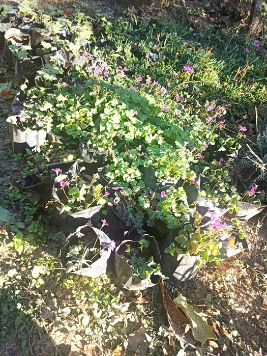 Трилистни детелини