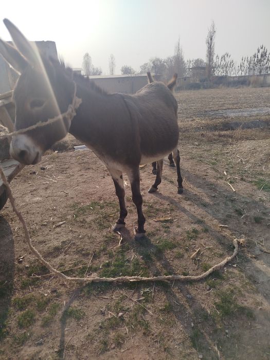 Ona bola Eshak sotiladi,bekorchilar bezovta qilmasin  TELG: Anjrk_23