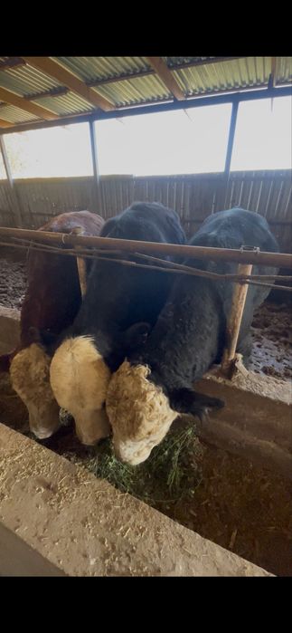 Nasldor buqalar sotiladi.Бука сотилади