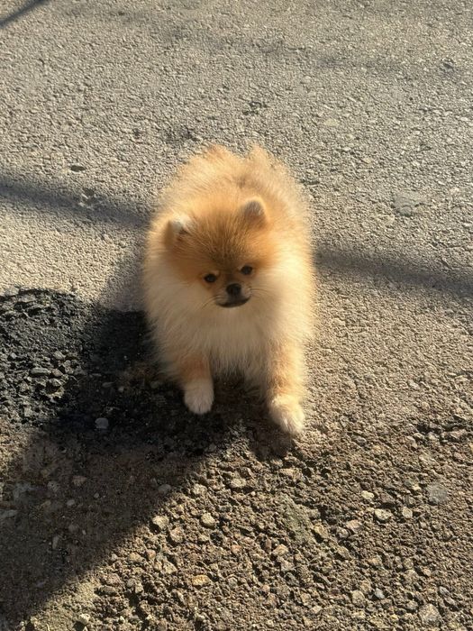 Померанско плюшено мече