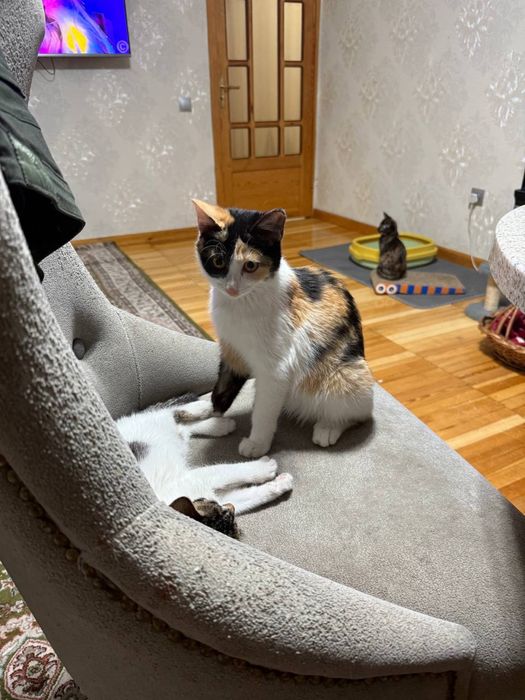 Отдам в добрые руки котят