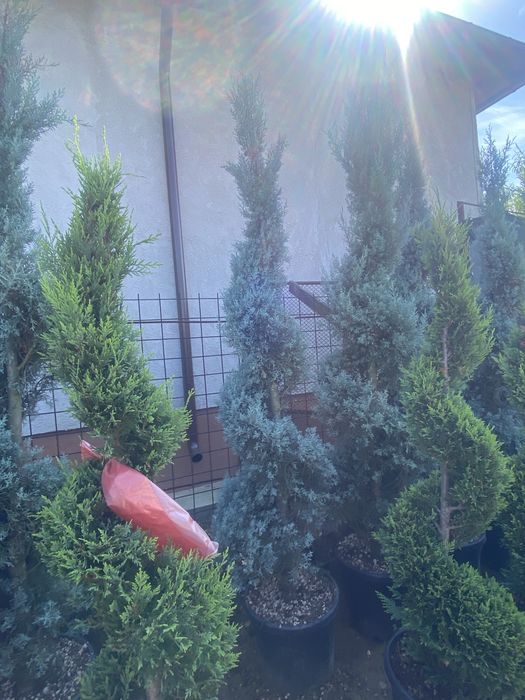 Plante ornamentale tei stejar platani