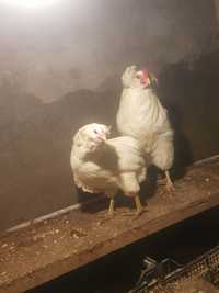 50 de oua disponibile araucana alb pt incubat