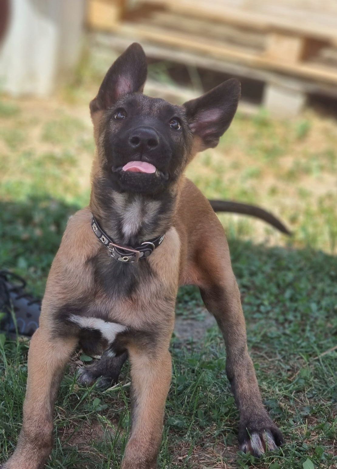 Mascul rasa malinois.