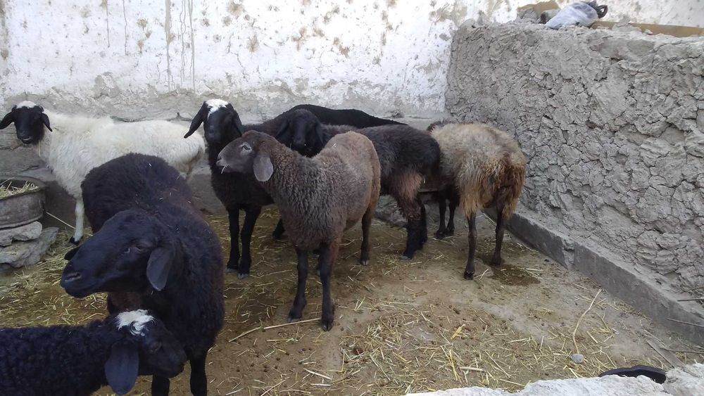 Qoʻylar sotiladi tez va arzon