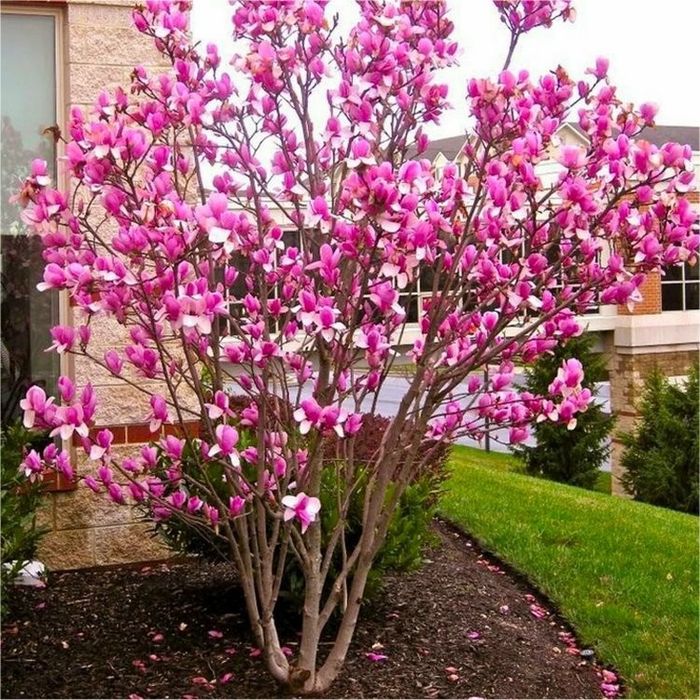 Magnolia rubra rustica