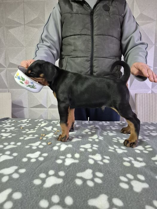 Vand pui doberman