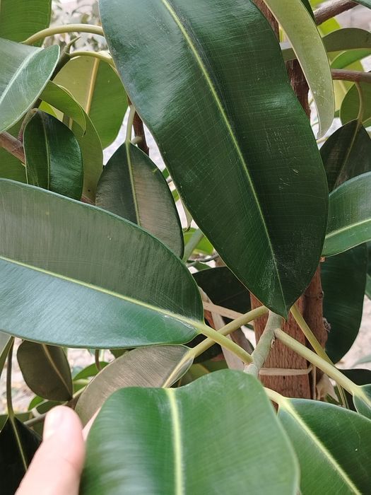 Ficus guli 1. 70 metr