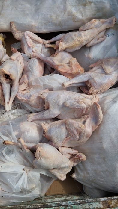 Куриные мясо несушки