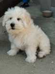 Bichon maltez !!