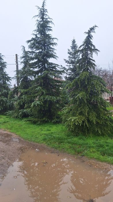 Иглолистни видове