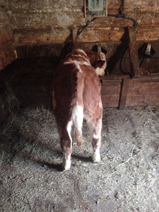 Vindem vitel de trei luni