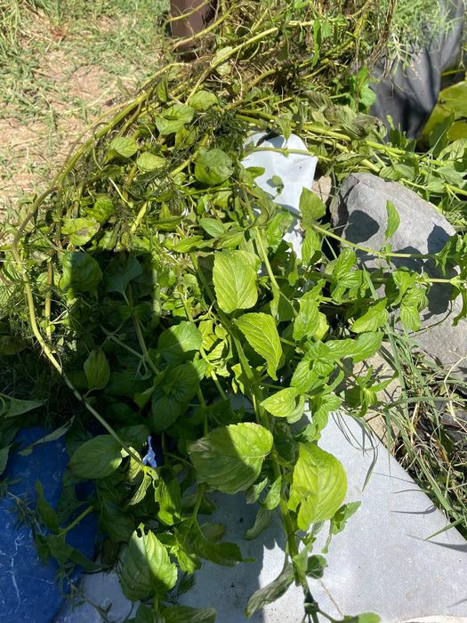 Водни растения много видове.