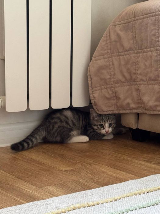 Мальчик домашний