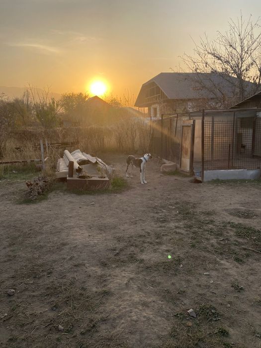 Тазы иттер сатылады