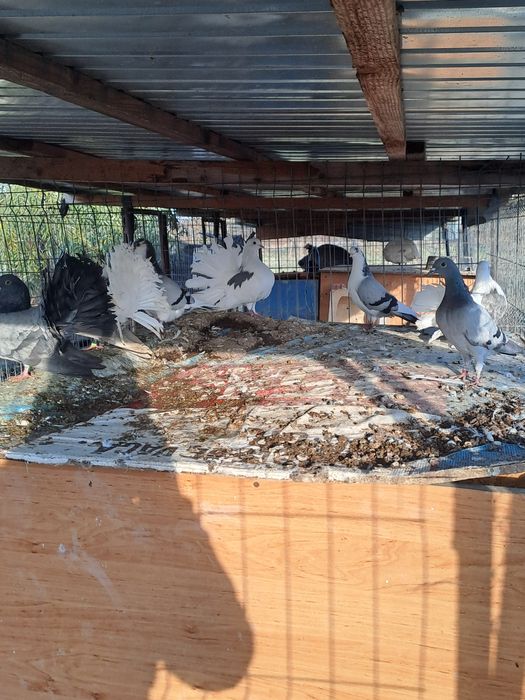 Porumbei galateni pereche/schimb