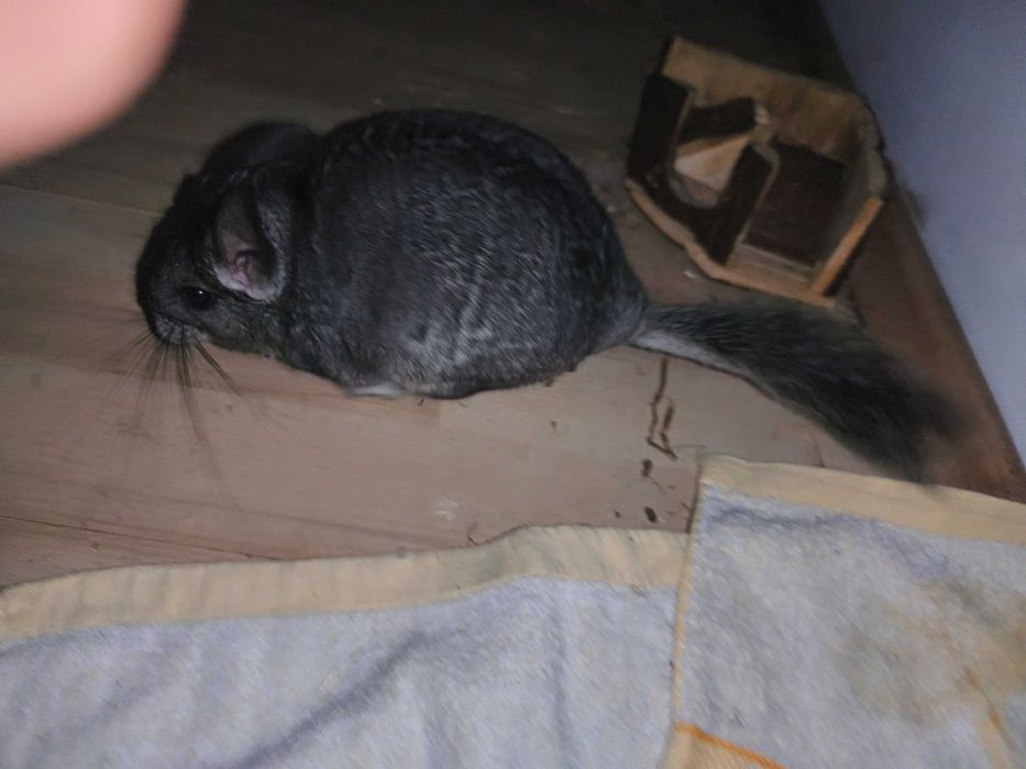 Nu ezitați să im dați mesaj mai multe detalii in privat